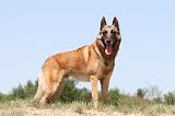 MALINOIS 717